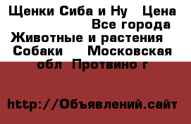 Щенки Сиба и Ну › Цена ­ 35000-85000 - Все города Животные и растения » Собаки   . Московская обл.,Протвино г.